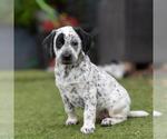 Small #3 Dalmatian-Labrador Retriever Mix