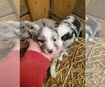 Small Photo #17 Australian Shepherd Puppy For Sale in MONONA, IA, USA