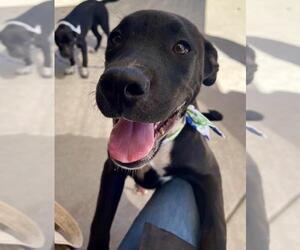 Labrador Retriever Dogs for adoption in Tulsa, OK, USA