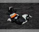 Small Photo #35 English Springer Spaniel Puppy For Sale in LITCHFIELD, MN, USA