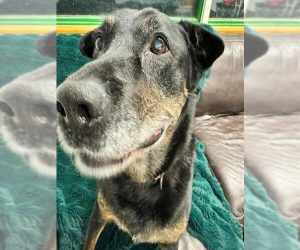 Medium Photo #4  Puppy For Sale in , 