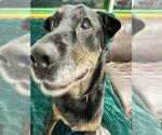 Small Photo #4  Puppy For Sale in , 