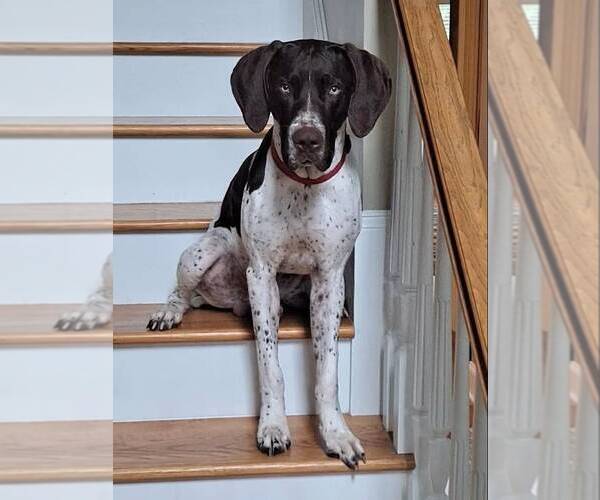Medium Photo #2 German Shorthaired Pointer Puppy For Sale in Cliffwood, NJ, USA