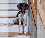 Small #1 German Shorthaired Pointer