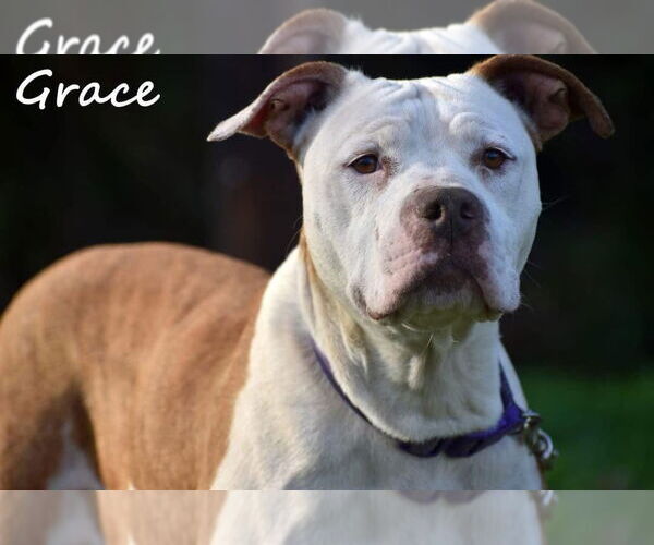 Medium Photo #22 Mutt Puppy For Sale in Mount Laurel, NJ, USA