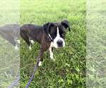 Small #2 Boxer