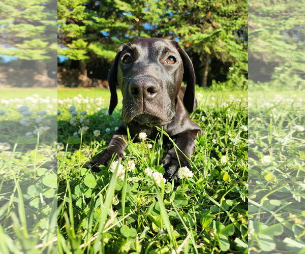 Medium Photo #4 Great Dane-Unknown Mix Puppy For Sale in New London, WI, USA