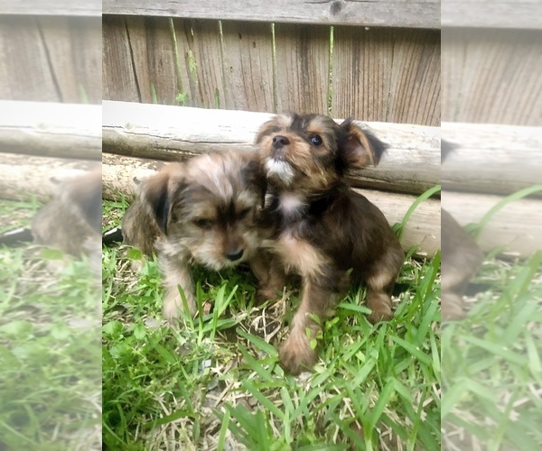 Medium Photo #2 Yorkshire Terrier Puppy For Sale in AUSTIN, TX, USA