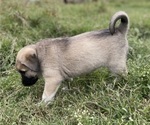 Small Photo #12 Anatolian Shepherd Puppy For Sale in ROBSTOWN, TX, USA