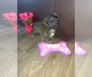 Yorkshire Terrier Puppy for sale in LAPEER, MI, USA