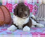 Small #3 Miniature Labradoodle