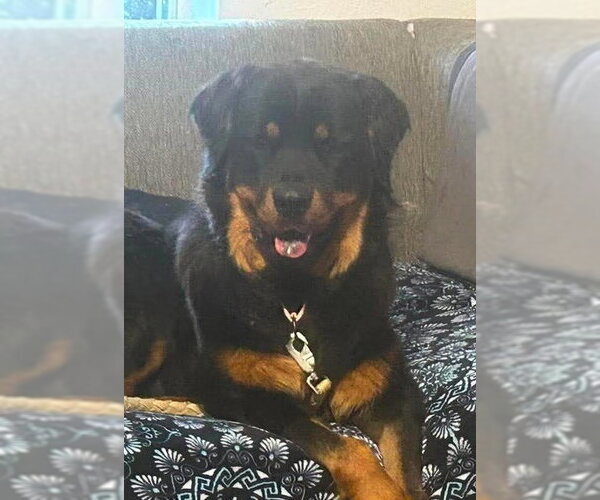 Medium Photo #3 Rottweiler Puppy For Sale in Hillsboro, NH, USA