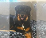 Small #2 Rottweiler