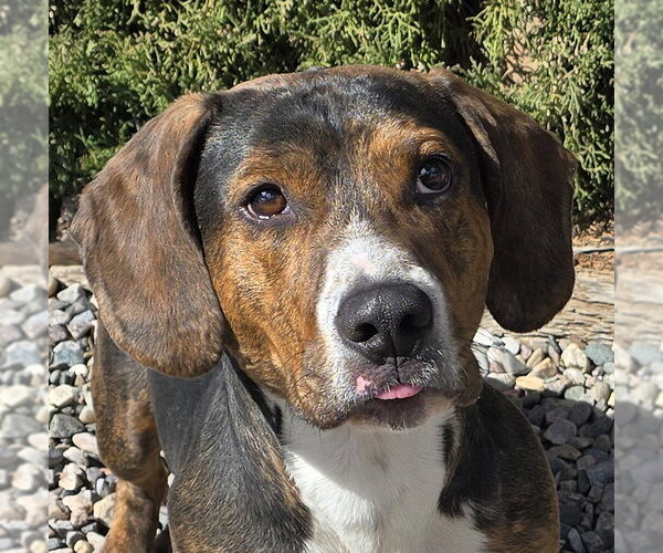 Medium Photo #3 Basset Hound Puppy For Sale in Albuquerque, NM, USA