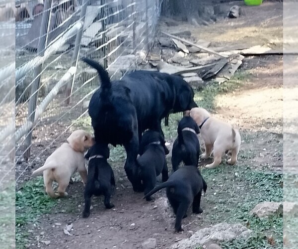 Medium Photo #44 Labrador Retriever Puppy For Sale in IONE, CA, USA