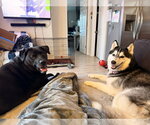 Small #4 Siberian Husky Mix