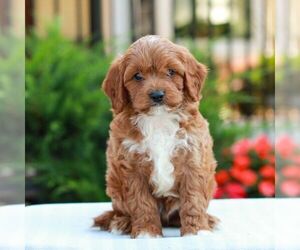 Cavapoo (Miniature) Puppy for sale in LITITZ, PA, USA