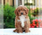 Image preview for Ad Listing. Nickname: Evan