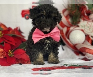Maltipoo Puppy for sale in LANCASTER, PA, USA
