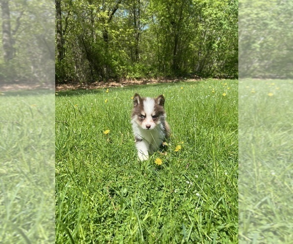 Medium Photo #6 Pomsky Puppy For Sale in DRACUT, MA, USA