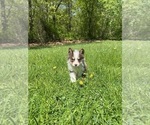 Small #5 Pomsky