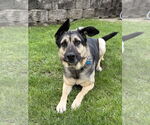 Small #2 German Shepherd Dog Mix