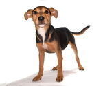 Small #3 Beagle Mix
