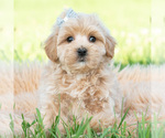 Puppy Cabo Maltipoo (Toy)
