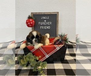 Shih Tzu Puppy for sale in BLOOMFIELD, IN, USA