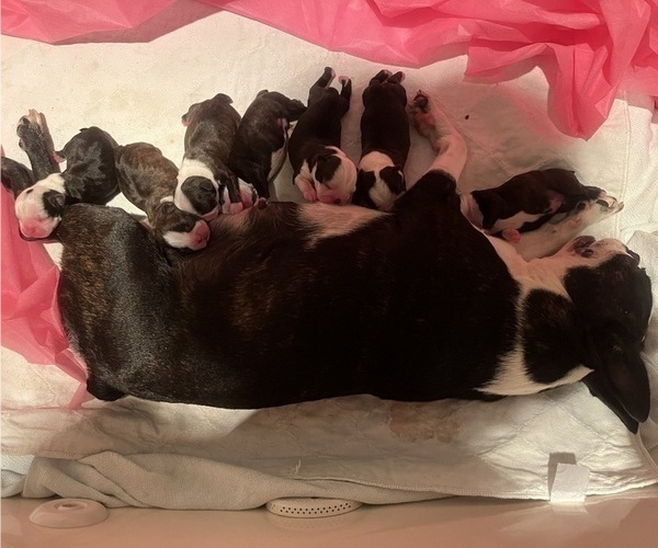 Medium Photo #7 Boston Terrier Puppy For Sale in BURLESON, TX, USA