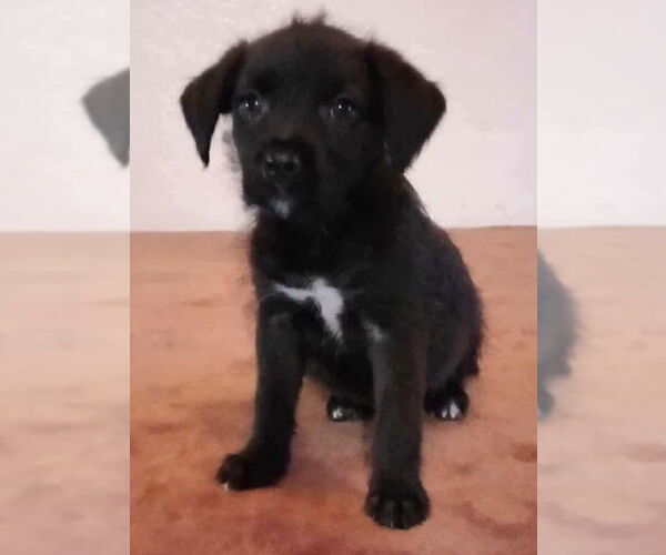 Medium Photo #1 Labrador Retriever-Unknown Mix Puppy For Sale in Dana Point, CA, USA