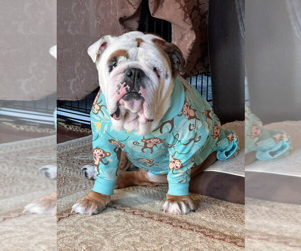 Medium Photo #6 Bulldog Puppy For Sale in Brights Grove, Ontario, Canada