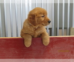 Small Photo #4 Golden Retriever Puppy For Sale in THORP, WI, USA