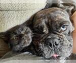 Small #4 Bulldog