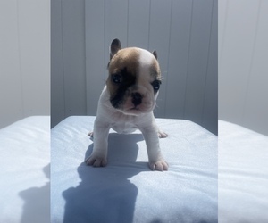 French Bulldog Puppy for Sale in RIVERVIEW, Florida USA