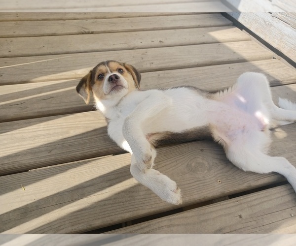 Medium Photo #4 Border-Aussie Puppy For Sale in MILWAUKEE, WI, USA