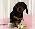 Small Dachshund