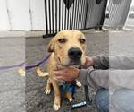 Small #2 Labrador Retriever Mix