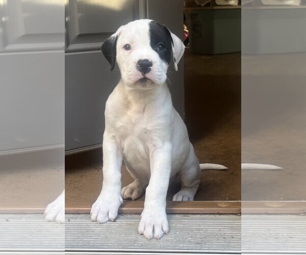 Medium Photo #3 American Bulldog-Unknown Mix Puppy For Sale in Clarkston, MI, USA