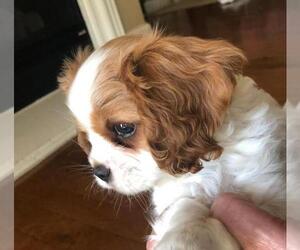 Cavalier King Charles Spaniel Puppy for sale in TEMPLETON, CA, USA