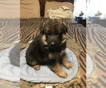 Small Photo #1 German Shepherd Dog Puppy For Sale in DRUMMONDS, TN, USA