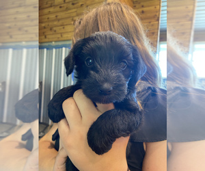 Schnoodle (Miniature) Puppy for sale in SEDALIA, MO, USA