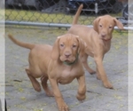 Small Vizsla