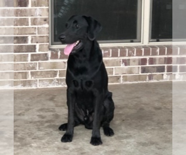 Medium Photo #1 Labrador Retriever Puppy For Sale in SAN ANTONIO, TX, USA