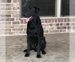 Small Photo #1 Labrador Retriever Puppy For Sale in SAN ANTONIO, TX, USA