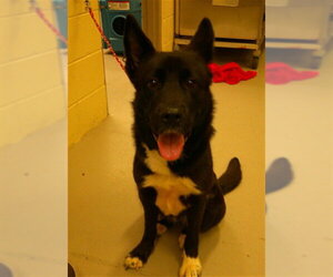 Gerberian Shepsky Dogs for adoption in Sanford, FL, USA