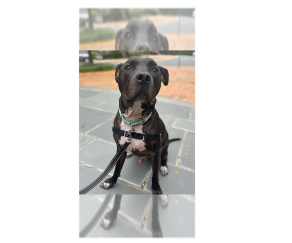 Medium Photo #10 Great Dane-Unknown Mix Puppy For Sale in Greenbelt, MD, USA