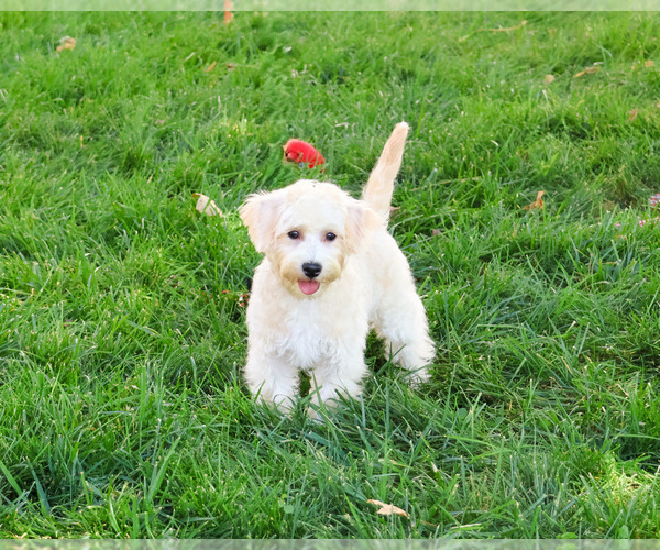 Medium Photo #4 Poodle (Toy)-West Highland White Terrier Mix Puppy For Sale in SYRACUSE, IN, USA