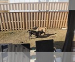 Small Photo #5 Presa Canario Puppy For Sale in SPRING LAKE, NC, USA