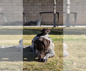 Medium German Shorthaired Pointer